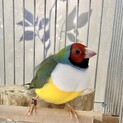 コキンチョウのオス４才