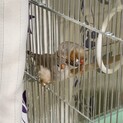 キンカチョウのペア