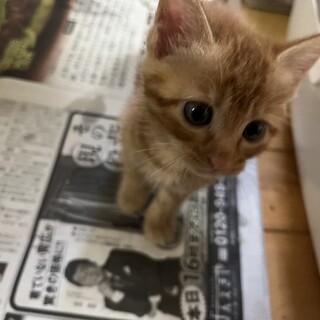 子猫を保護しました！