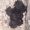 里親探してます。産まれて3週目です。母キンクマ父クロクマでしす。メスのみです。