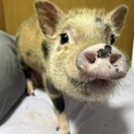 小柄なマイクロブタ