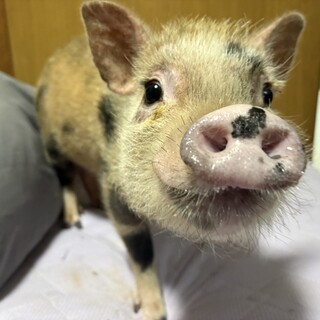 小柄なマイクロブタ