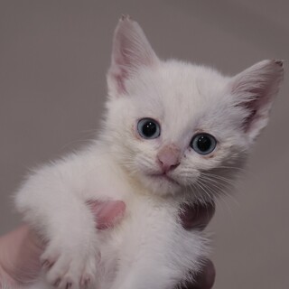 【一時保護】子猫（白血病疑陽性／一匹飼い希望）