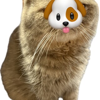 エキゾチック