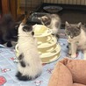 【10/18月島】寄り添って眠る仲良し5兄妹♡