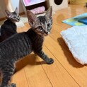 マイペースで可愛いつばめ君♡