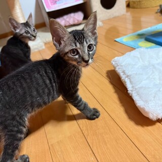マイペースで可愛いつばめ君♡