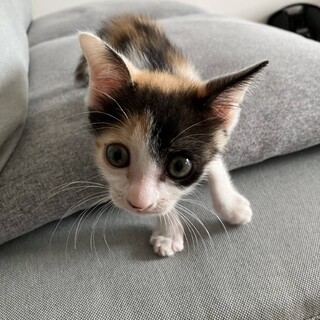 三毛猫のお嬢ちゃん