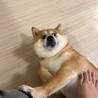 ぼにゃ。