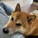 しば犬 5歳オス 里親を探しています。