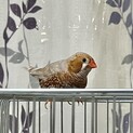 キンカチョウのオス２才