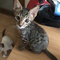 甘えん坊　キジ　ぽてちくん