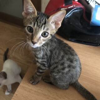 甘えん坊　キジ　ぽてちくん