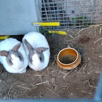 こばん