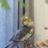 つむ21