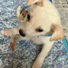 人が大好き甘えん坊の白いオス子犬 サムネイル2