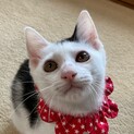 魅惑の白黒モヒカンダンスィ、みんみんです♡