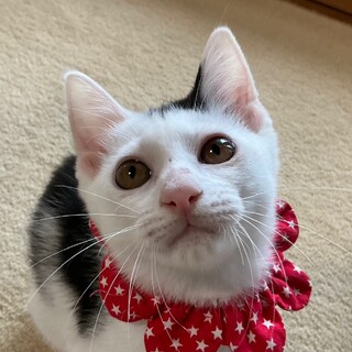 魅惑の白黒モヒカンダンスィ、みんみんです♡