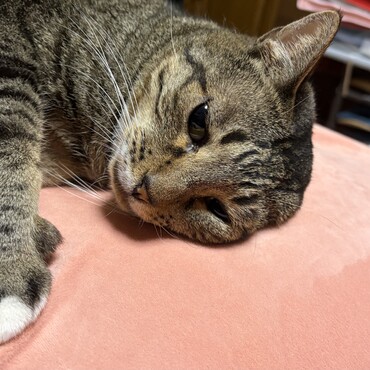 寂しくない様にぼくが添い寝するよ(´-ω-')