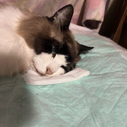 うにちゃん、明け方に星になりました