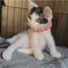 白黒　スウちゃん