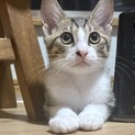 元気いっぱい優しいお兄ちゃんタイプ☆　ホープ♂