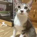 愛嬌抜群で、甘えん坊さん♡　スノウ♂