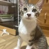 愛嬌抜群で、甘えん坊さん♡　スノウ♂