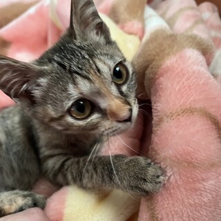 人懐っこく可愛いムギチャちゃんです！