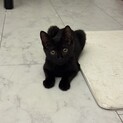 可愛い黒猫ちゃん　2〜3ヶ月　女の子