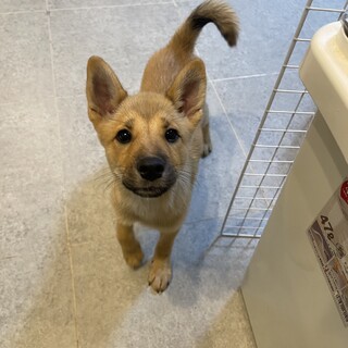 アッコちゃん