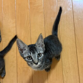 ちょっとビビりな美人猫ちゃん❤️