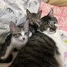優しくおだやかな甘えっ子のキジシロちゃん サムネイル6
