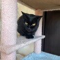 黒猫の女の子.•♬