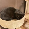 黒猫の女の子.•♬