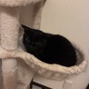 黒猫の女の子.•♬ サムネイル4