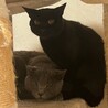 黒猫の女の子.•♬ サムネイル5