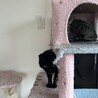 黒猫の女の子.•♬ サムネイル6