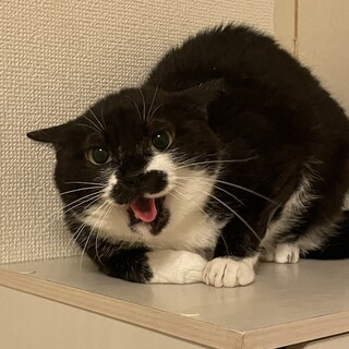 きゅるきゅるお目目のシロクロの女の子