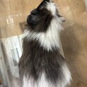 モルモット