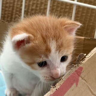 生後1ヶ月　茶白男の子