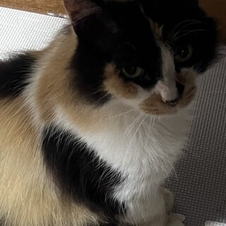 三毛 長毛 成猫 里親さん募集です