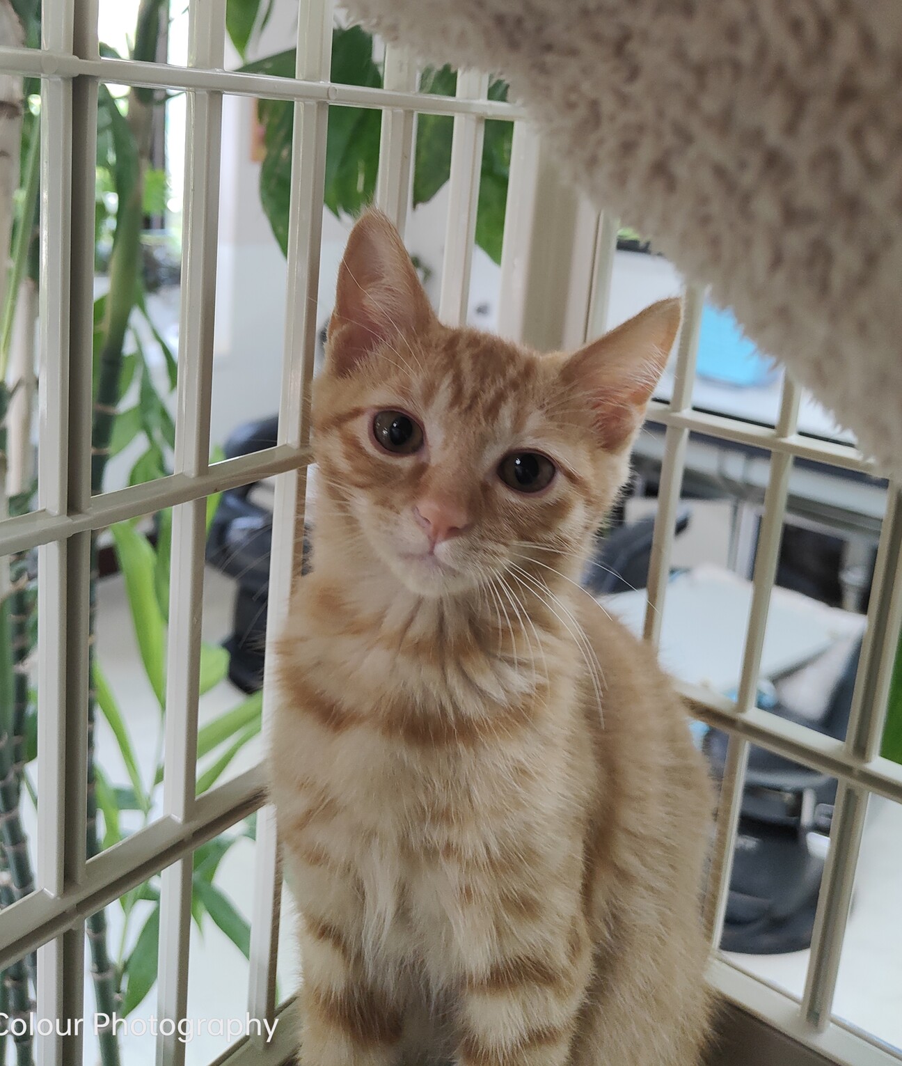 かわいいにゃ。コアちゃんの写真