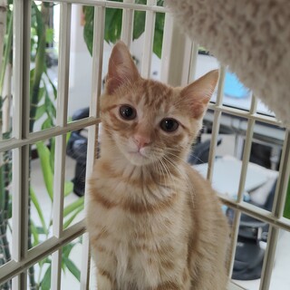 かわいいにゃ。コアちゃん