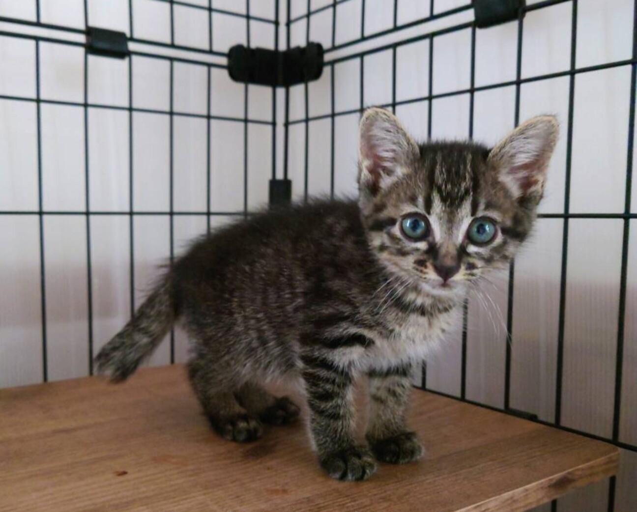 かわいいにゃ。ベルちゃんの写真