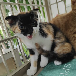 スコティッシュ風垂れ耳