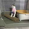 9/20里親会♫甘えんぼキジ白子猫♀いろは サムネイル3