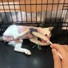9/20里親会♫甘えんぼキジ白子猫♀いろは サムネイル4