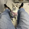 9/20里親会♫甘えんぼキジ白子猫♀いろは サムネイル5
