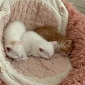 雑種の子猫ちゃん2ヶ月